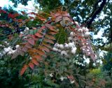 Sorbus koehneana