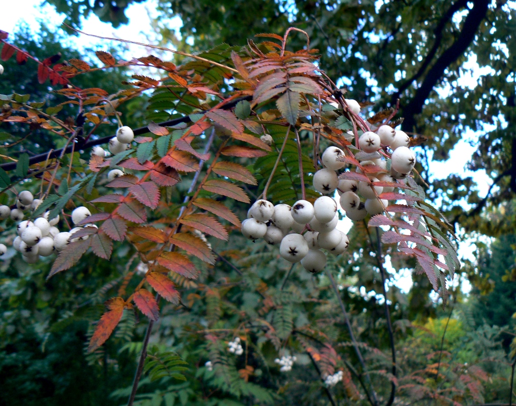 Изображение особи Sorbus koehneana.