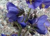 Polemonium caeruleum