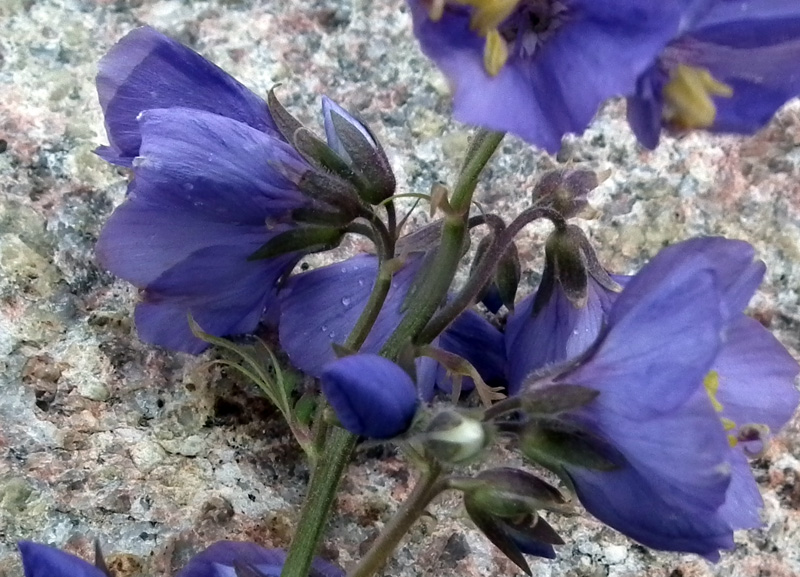 Изображение особи Polemonium caeruleum.