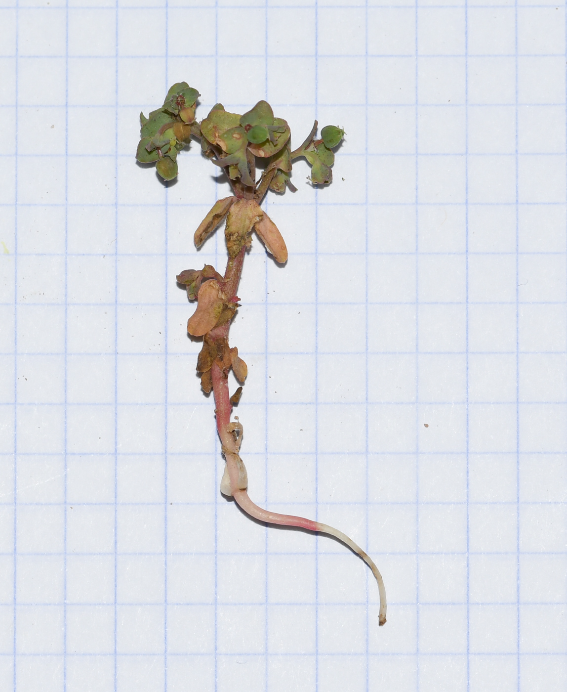 Image of Euphorbia chamaepeplus specimen.