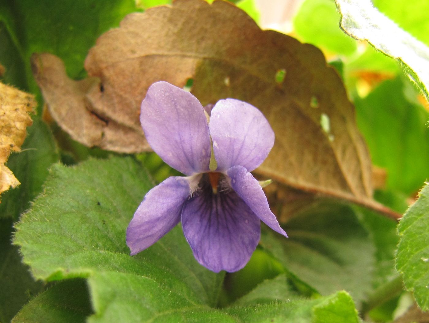 Image of Viola odorata specimen.