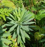 Euphorbia glaberrima. Вегетирующее растение. Карачаево-Черкесия, Домбай, долина р. Домбай-Ульген, луг. 30.08.2019.