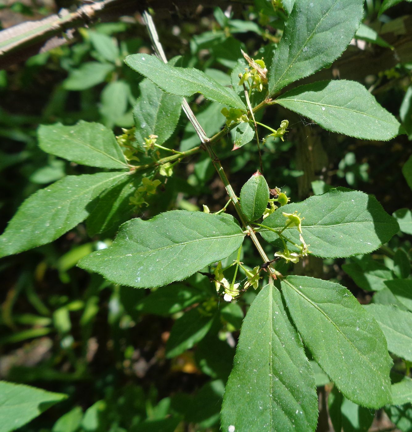 Изображение особи Euonymus alatus.