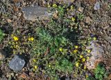 genus Potentilla