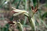 Ungernia victoris