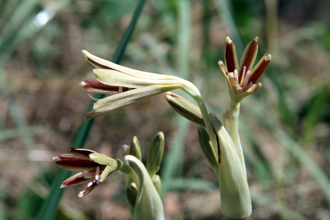 Image of Ungernia victoris specimen.