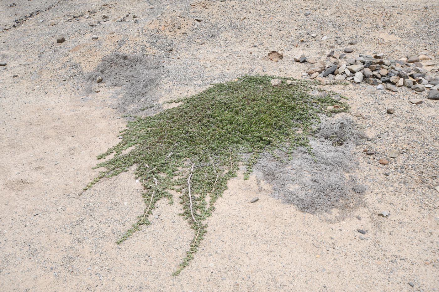 Image of Lippia nodiflora specimen.