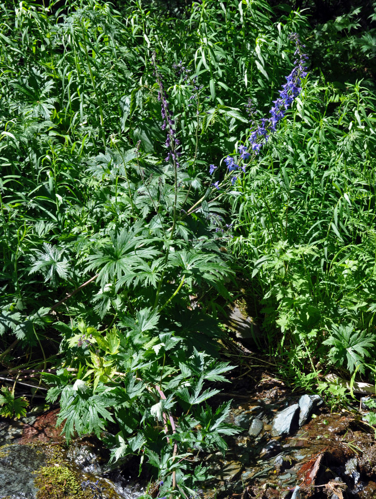 Изображение особи Delphinium elatum.