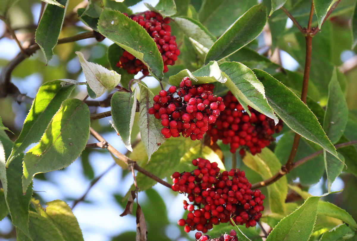 Изображение особи Sambucus racemosa.