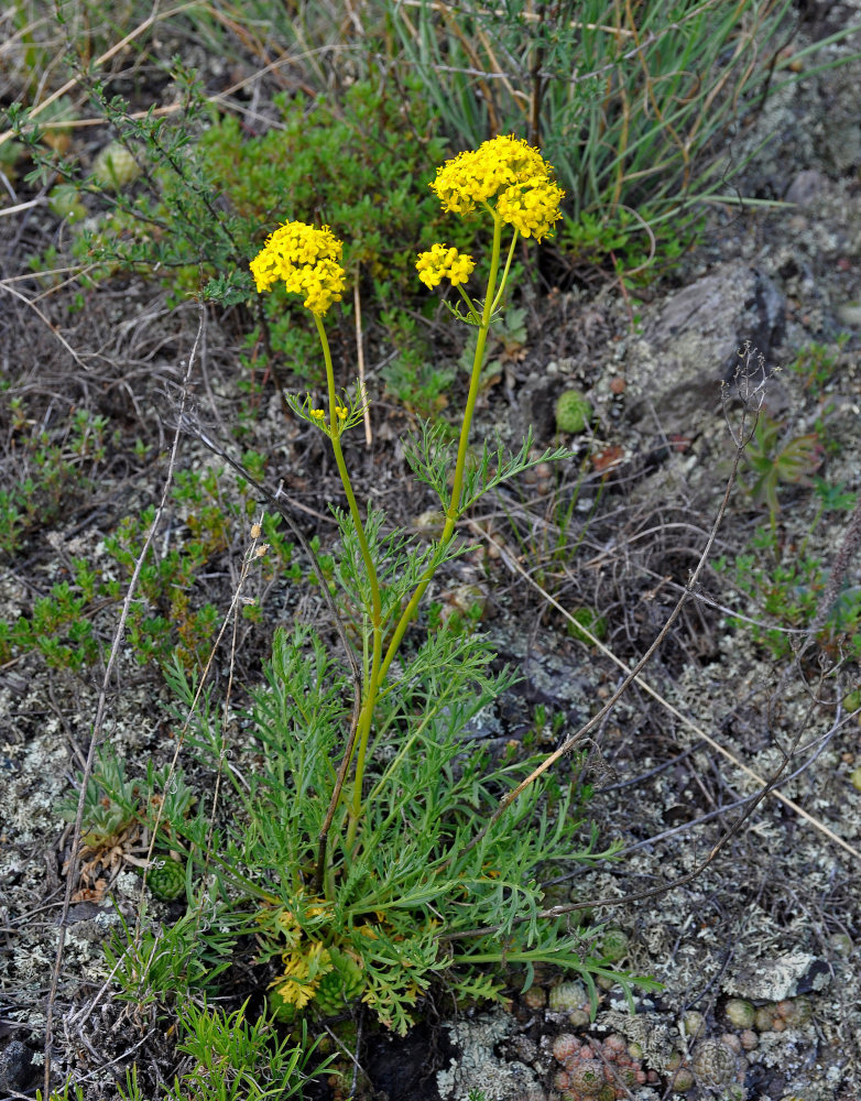 Image of Patrinia intermedia specimen.