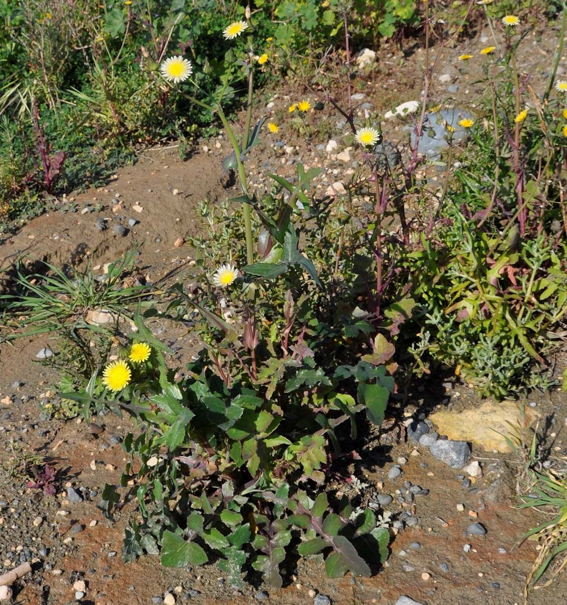 Image of Sonchus oleraceus specimen.