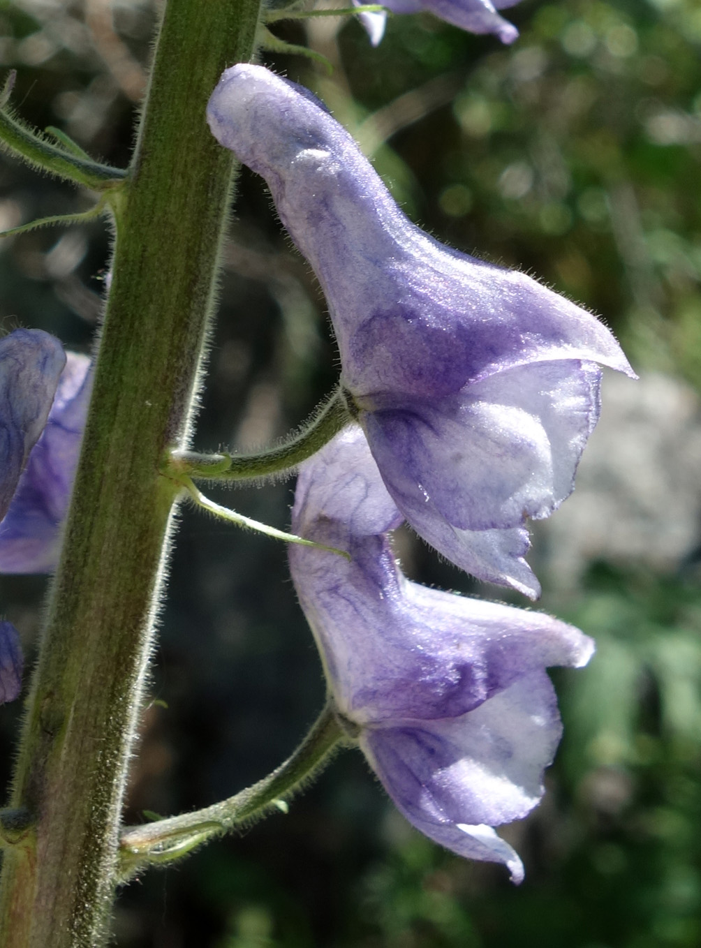 Изображение особи Aconitum leucostomum.