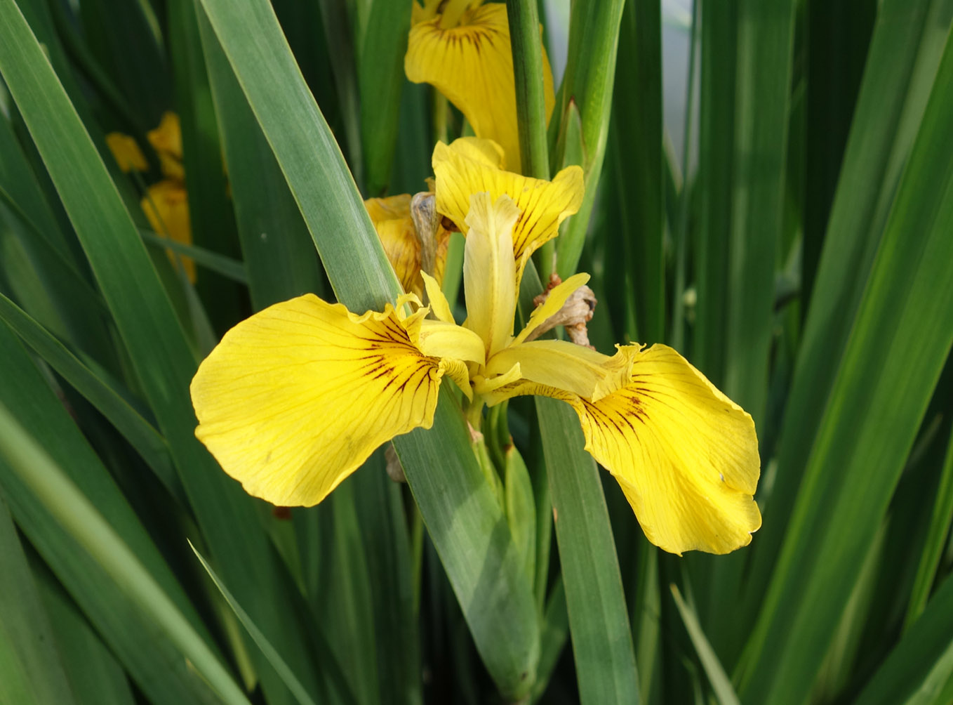 Изображение особи Iris pseudacorus.