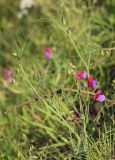 Lathyrus clymenum