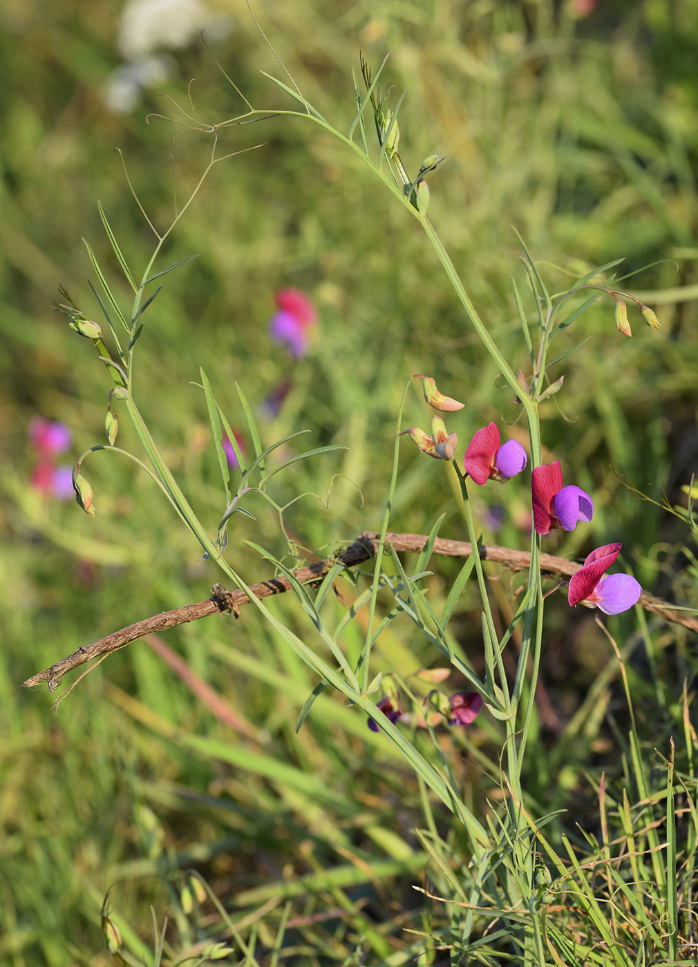 Изображение особи Lathyrus clymenum.