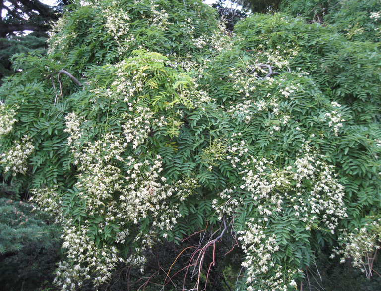 Image of Styphnolobium japonicum specimen.