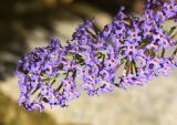 Buddleja davidii. Верхушка соцветия. Испания, Каталония, пров. Жирона, комарка Ла-Гарроча, муниципалитет Салес-де-Льерка, русло р. Сант-Аниоль, у кромки воды. 29.09.2019.