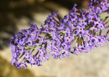 Buddleja davidii. Верхушка соцветия. Испания, автономное сообщество Каталония, провинция Жирона, комарка Ла-Гарроча, муниципалитет Салес-де-Льерка, русло р. Сант-Аниоль, у кромки воды. 29.09.2019.