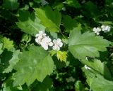 род Crataegus. Верхушка побега с соцветием. Тверская обл., г. Тверь, Заволжский р-н, набережная Афанасия Никитина, в озеленении. 20 мая 2019 г.