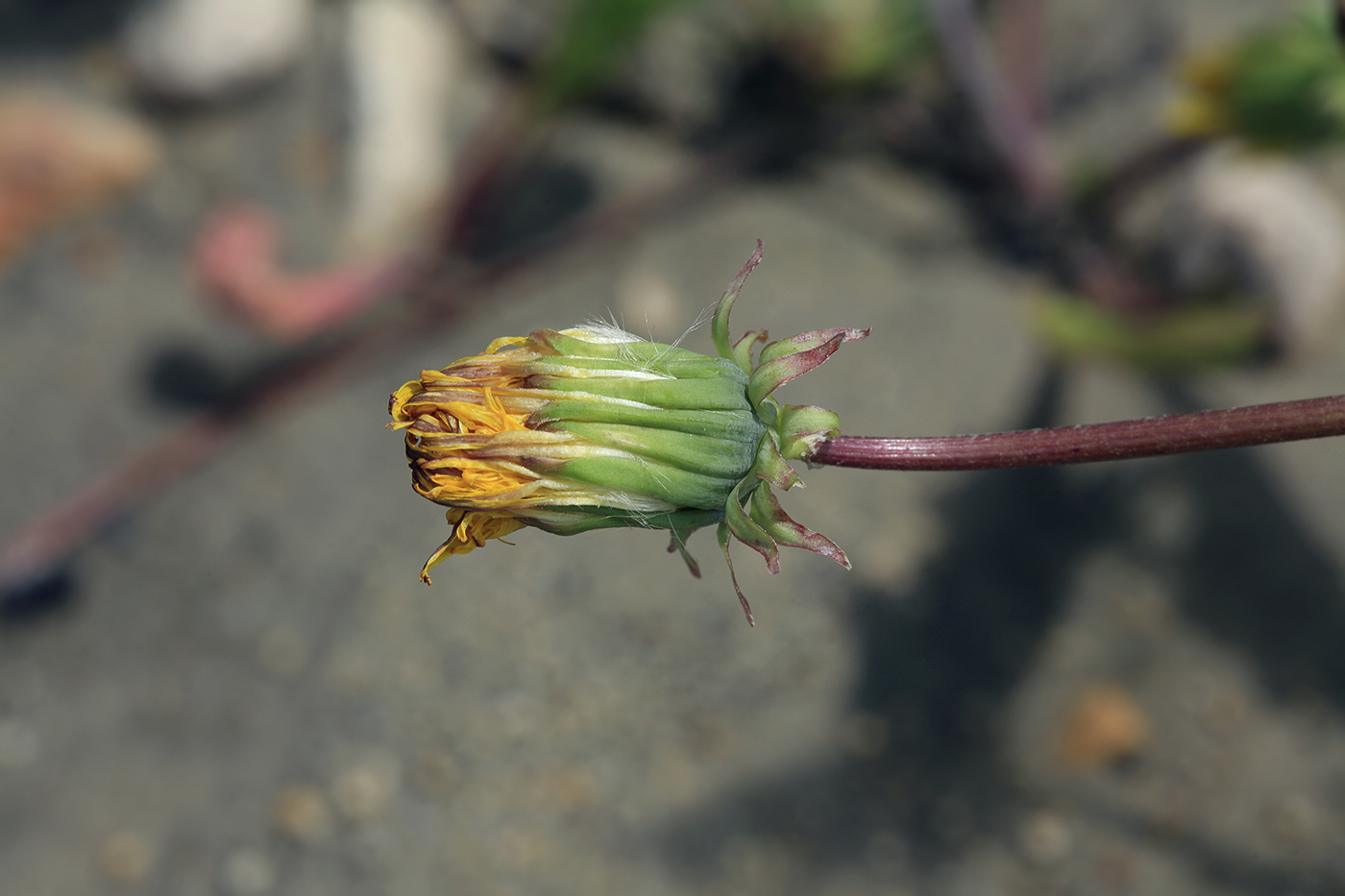 Image of Taraxacum pectinatiforme specimen.