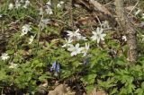 Anemone amurensis