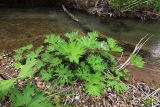 Petasites tatewakianus. Растения на песчано-галечниковых отложениях в пойме реки. Приморский край, окр. г. Владивосток. 19.05.2020.