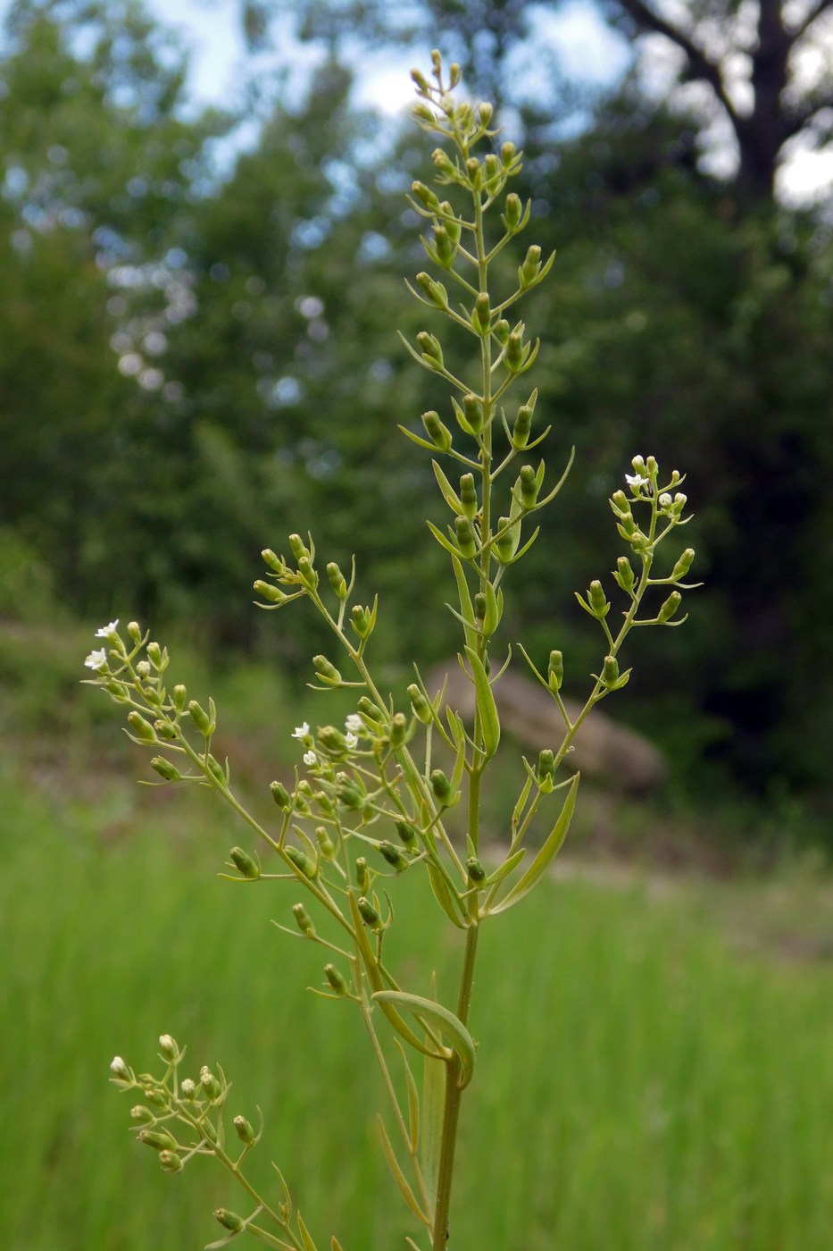 Изображение особи Thesium ramosum.