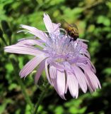 Cicerbita uralensis. Соцветие c кормящейся мухой. Челябинская обл., у подножия горы Ицыл.