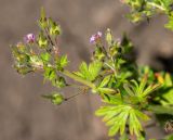 Geranium pusillum. Верхушка побега с цветками и завязавшимися плодами. Казахстан, Восточно-Казахстанская обл.; Западный Алтай, скл. Ульбинского хребта, окр. с. Ушановское, обочина дороги 07.06.2020.