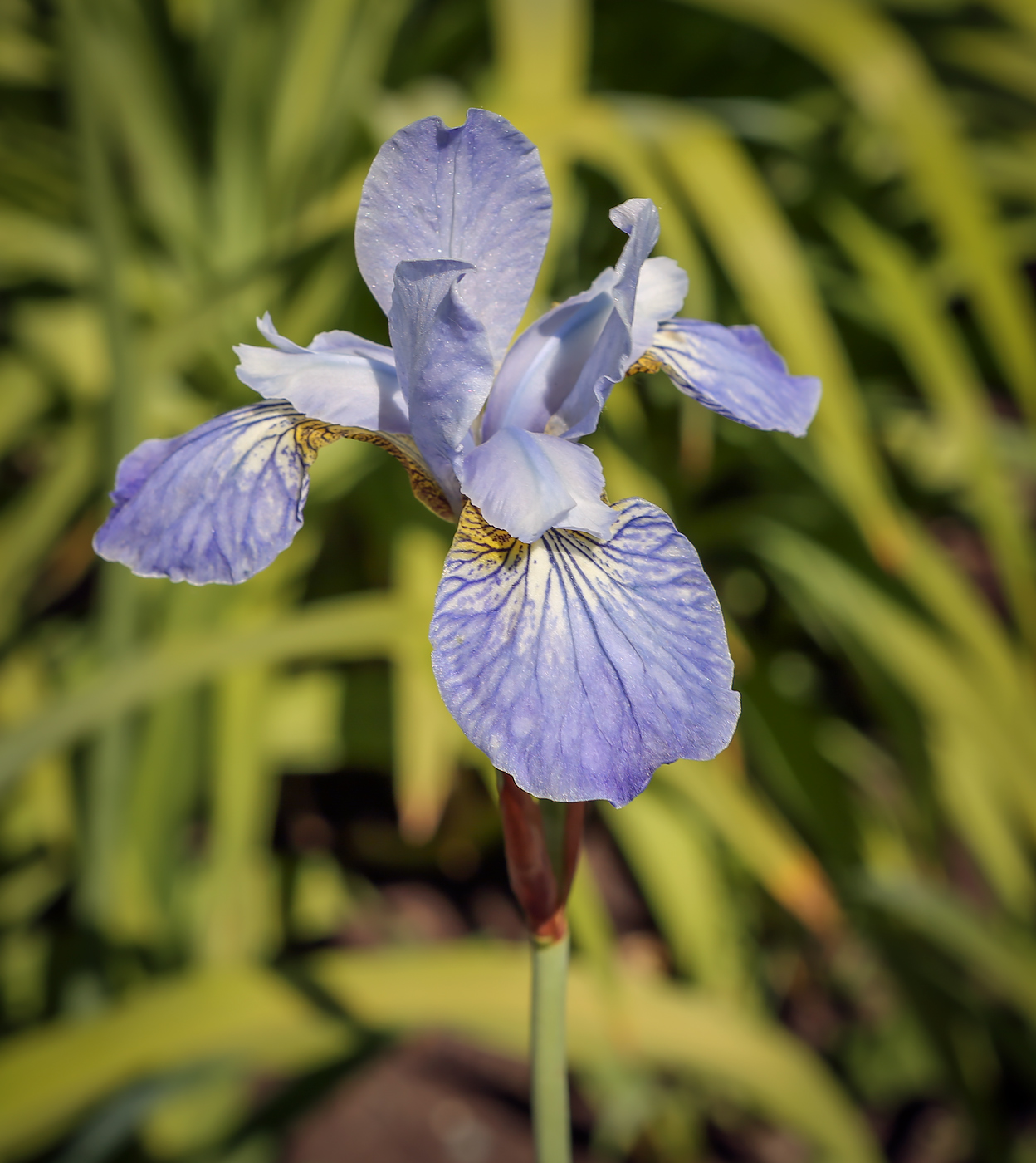 Изображение особи Iris sibirica.