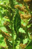 Osmunda regalis