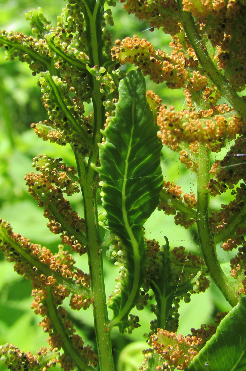 Image of Osmunda regalis specimen.