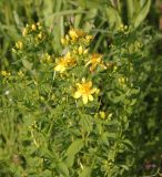 Hypericum maculatum