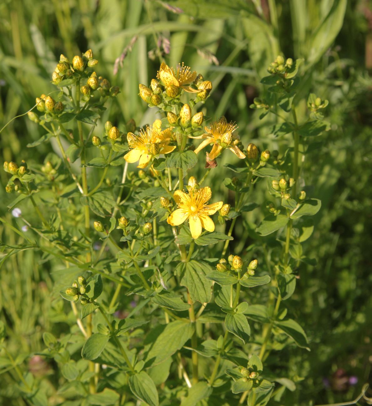 Изображение особи Hypericum maculatum.