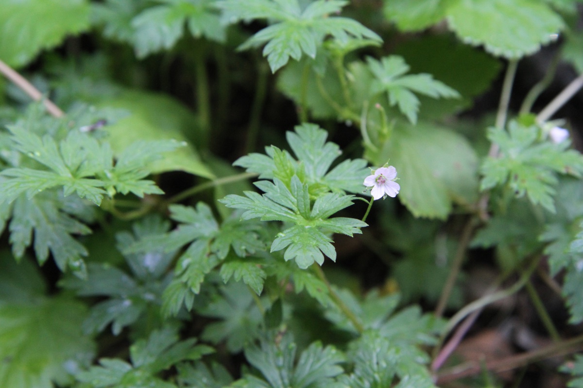 Image of Geranium sibiricum specimen.