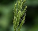 Echinochloa crus-galli. Средняя часть соплодия. Московская обл., Раменский р-н, окр. дер. Хрипань, садовый участок. 31.07.2020.