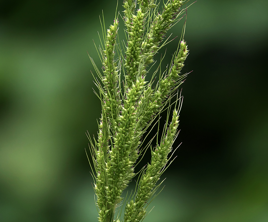 Image of Echinochloa crus-galli specimen.