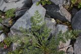 familia Apiaceae. Вегетирующее растение. Республика Алтай, Усть-Коксинский р-н, окр. Среднего Мультинского озера, курумник на правом борту долины чуть выше озера, высота 1800 м н. у. м. 28 июля 2020 г.