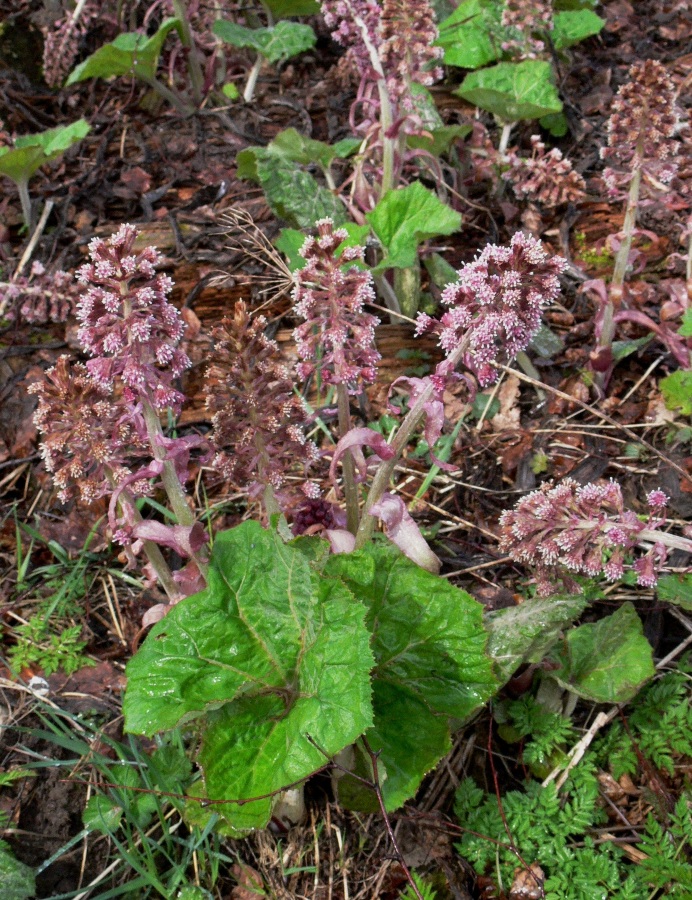 Изображение особи Petasites hybridus.