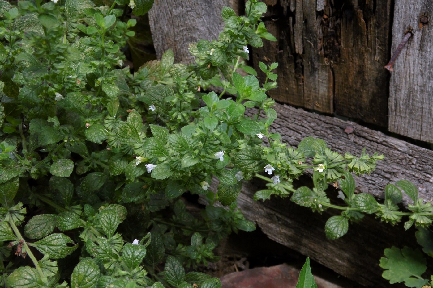 Изображение особи Melissa officinalis.