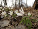 Anemone altaica