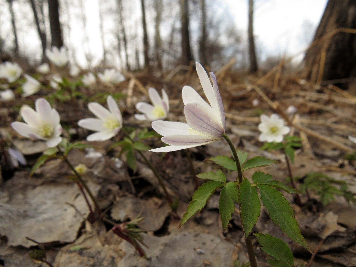 Image of Anemone altaica specimen.