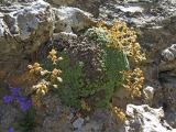 Saxifraga alberti