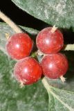 genus Lonicera
