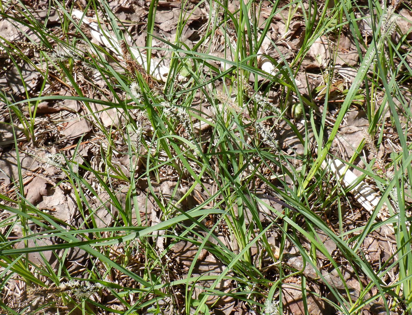 Image of genus Carex specimen.