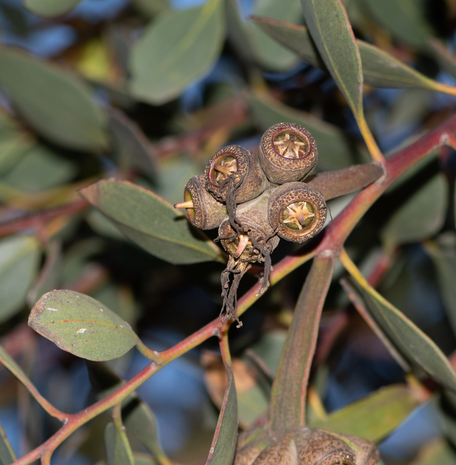 Изображение особи Eucalyptus platypus.