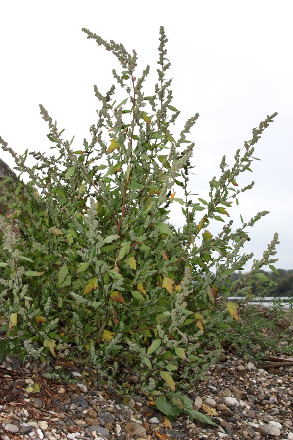 Image of Chenopodium acerifolium specimen.