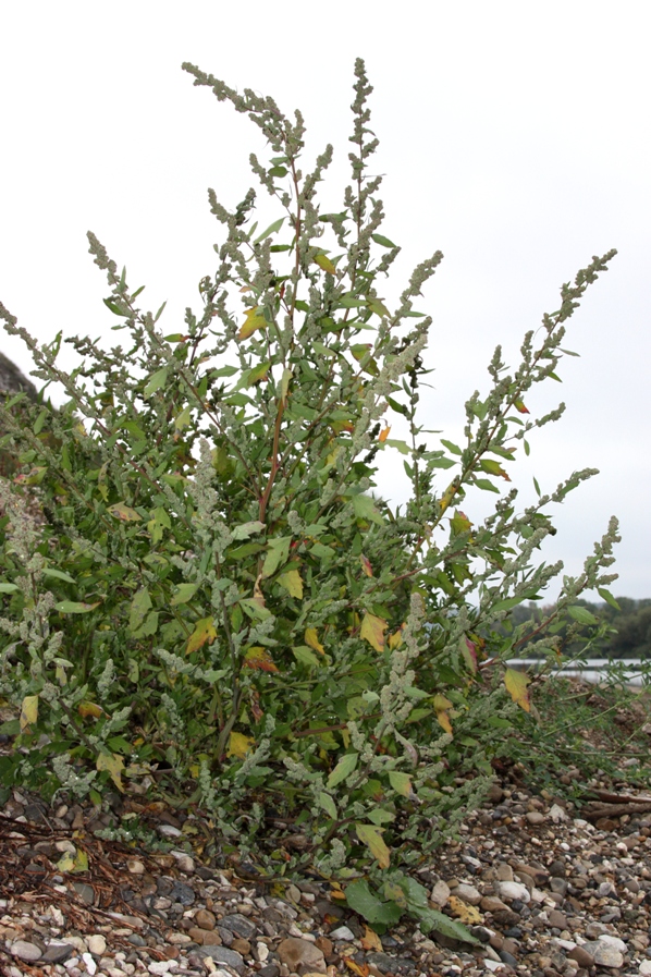 Изображение особи Chenopodium acerifolium.