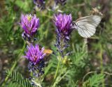 Astragalus onobrychis. Соцветия с кормящимися бабочками. Саратовская обл., Хвалынский р-н, окр. г. Хвалынск, Хвалынский горнолыжный курорт, луг на склоне горы. 18.06.2019.